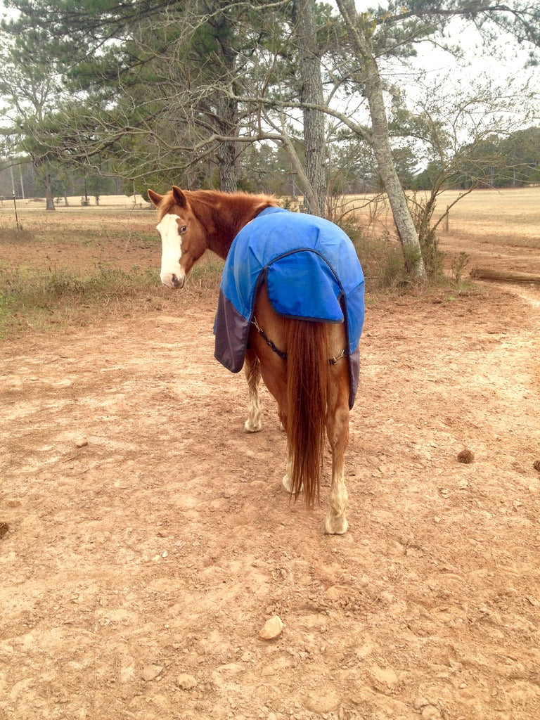 Horse Winter Blankets and Sheets (All)