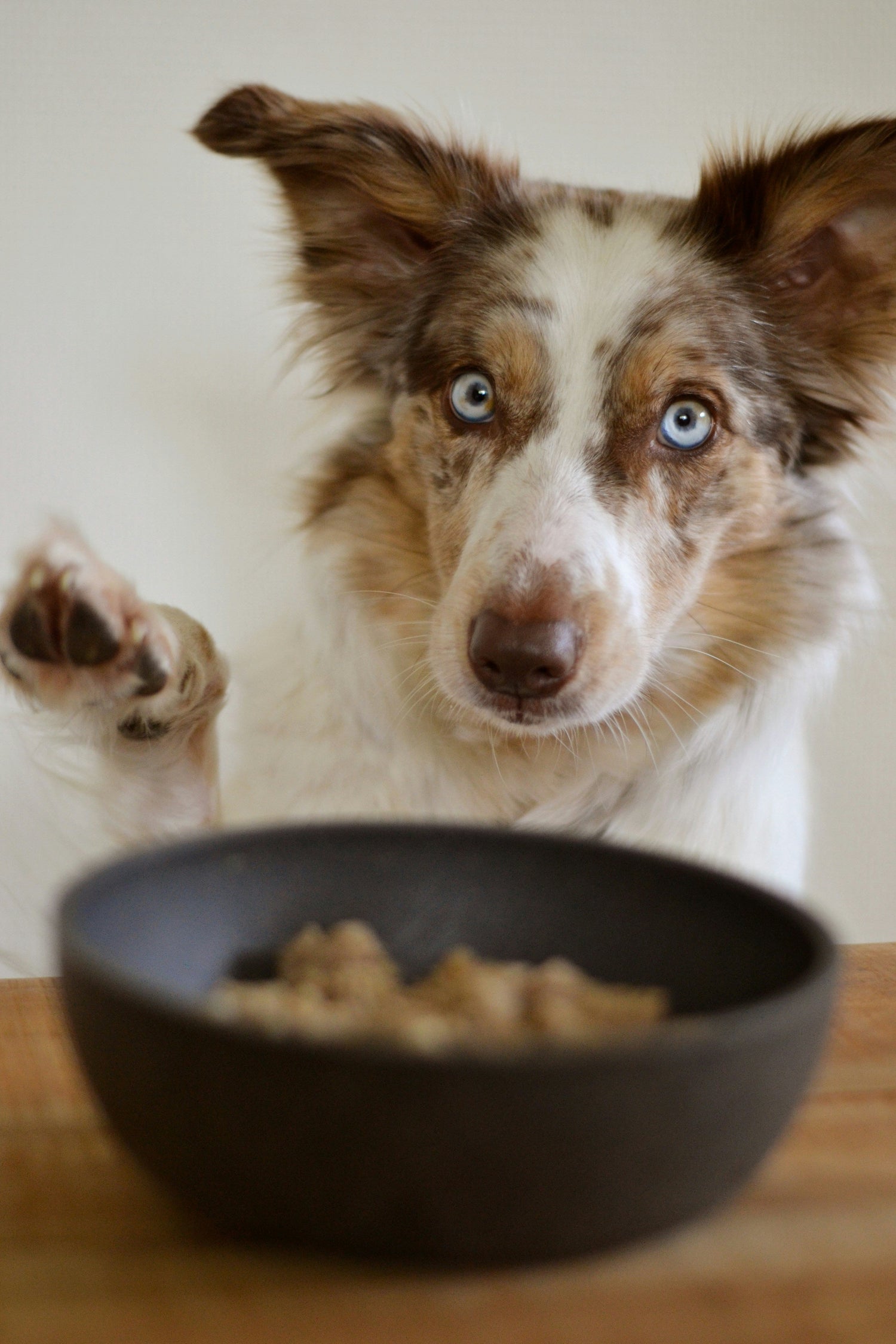 Private Dog Food Special Orders